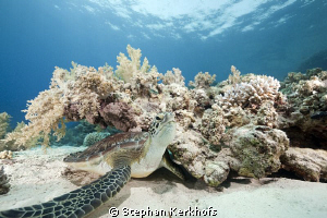 Juvenile green turtle taken at Yolanda Reef. by Stephan Kerkhofs 